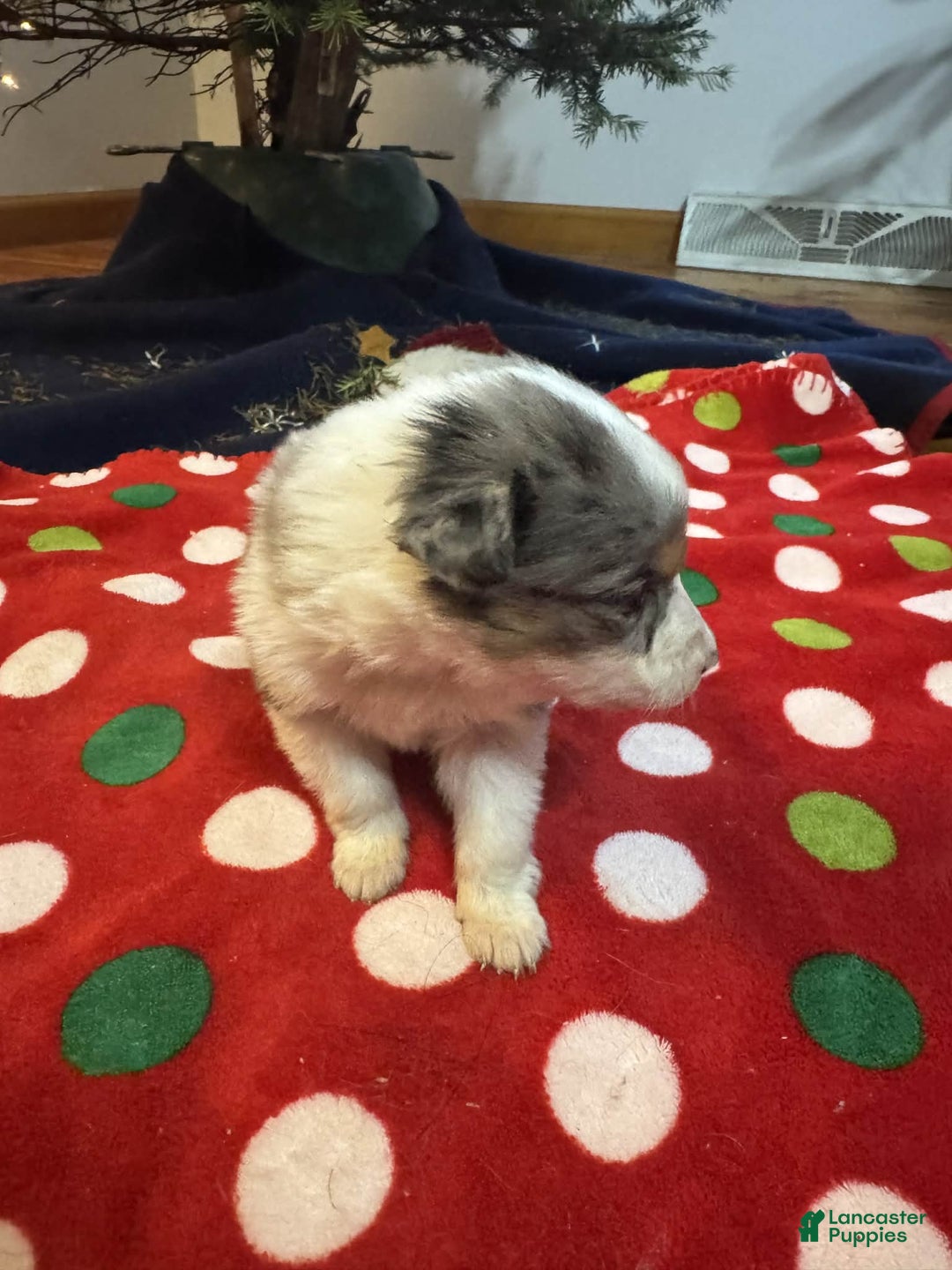 Australian Shepherd dogs for sale: Aurora - Ad 3