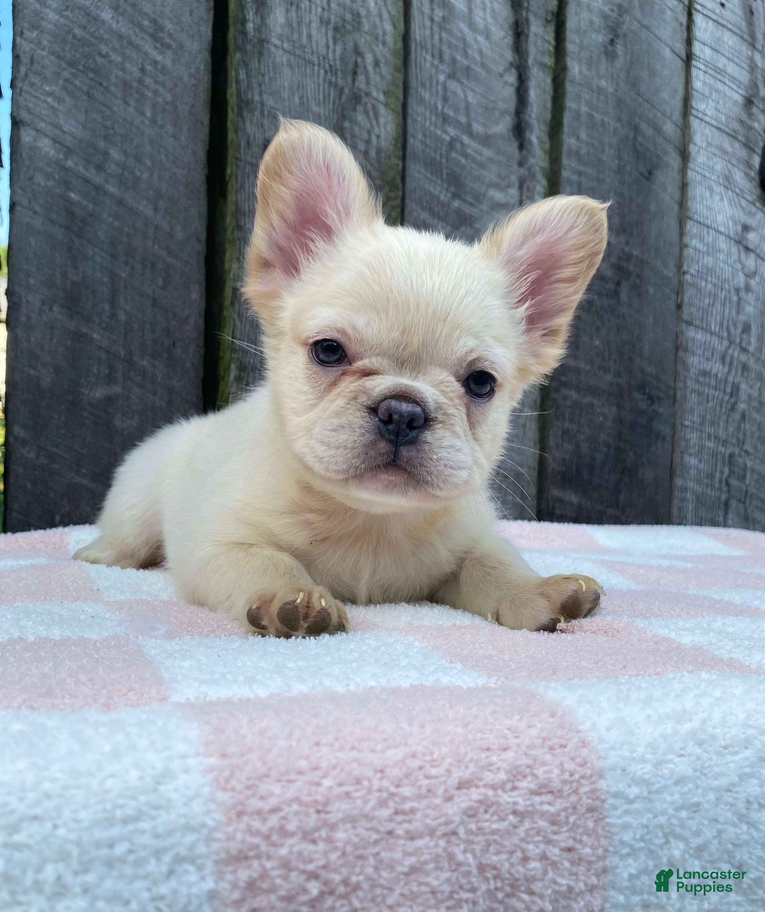 French Bulldog dogs Phoebe  - Ad 2