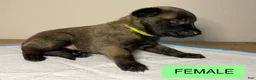 Belgian Malinois dogs for sale: Belgian Malinois 4 - Ad 5