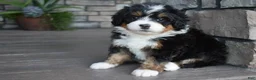 Mini Bernedoodle dogs for sale: Cody - Ad 3