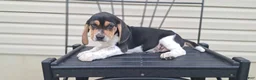 Beagle dogs for sale: TRACKER - Ad 1