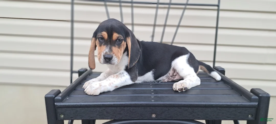 Beagle dogs for sale: TRACKER - Ad 1