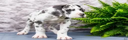 Great Dane dogs for sale: Keziah - Ad 4