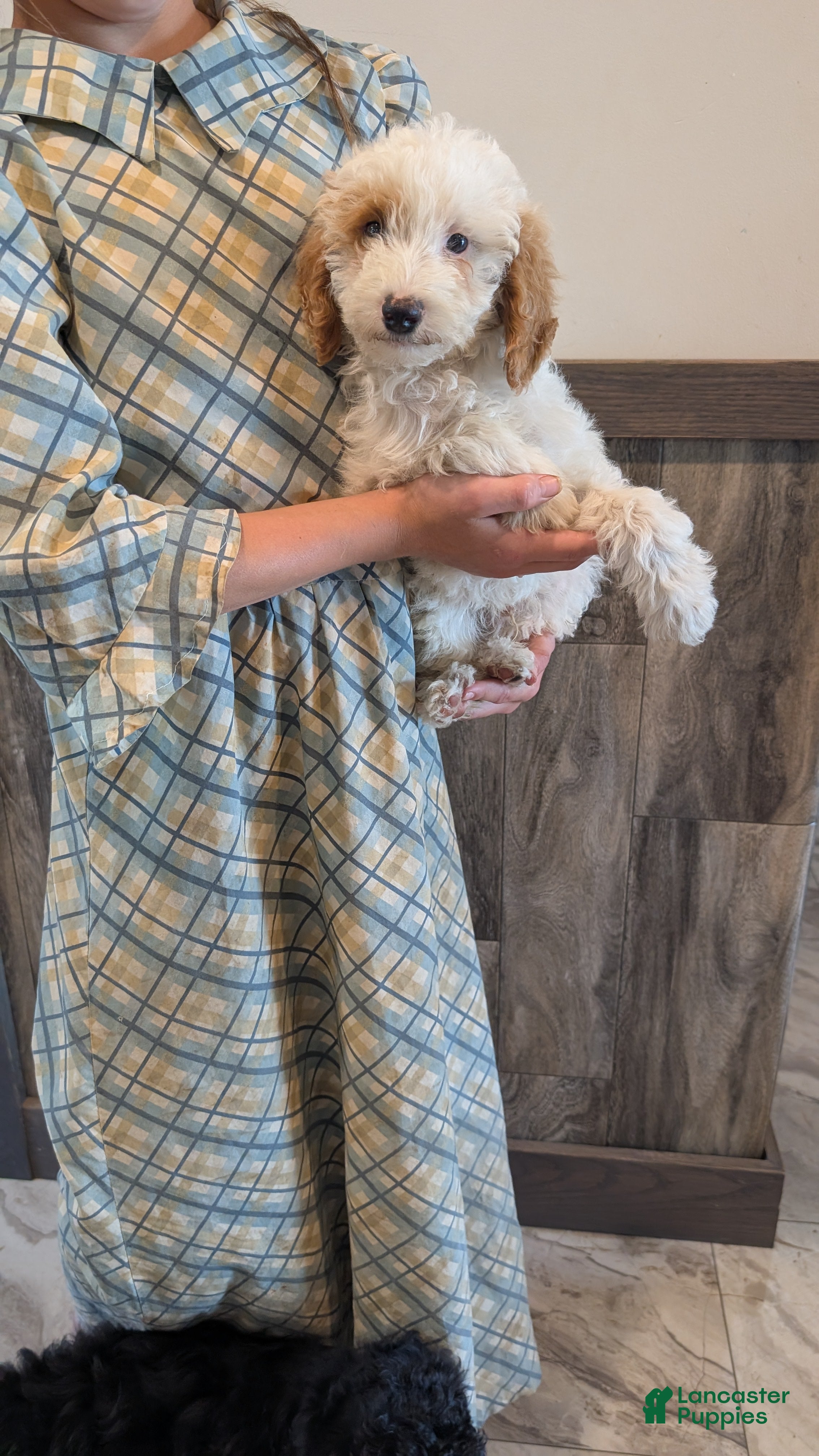 Miniature Poodle dogs Koona - Ad 1