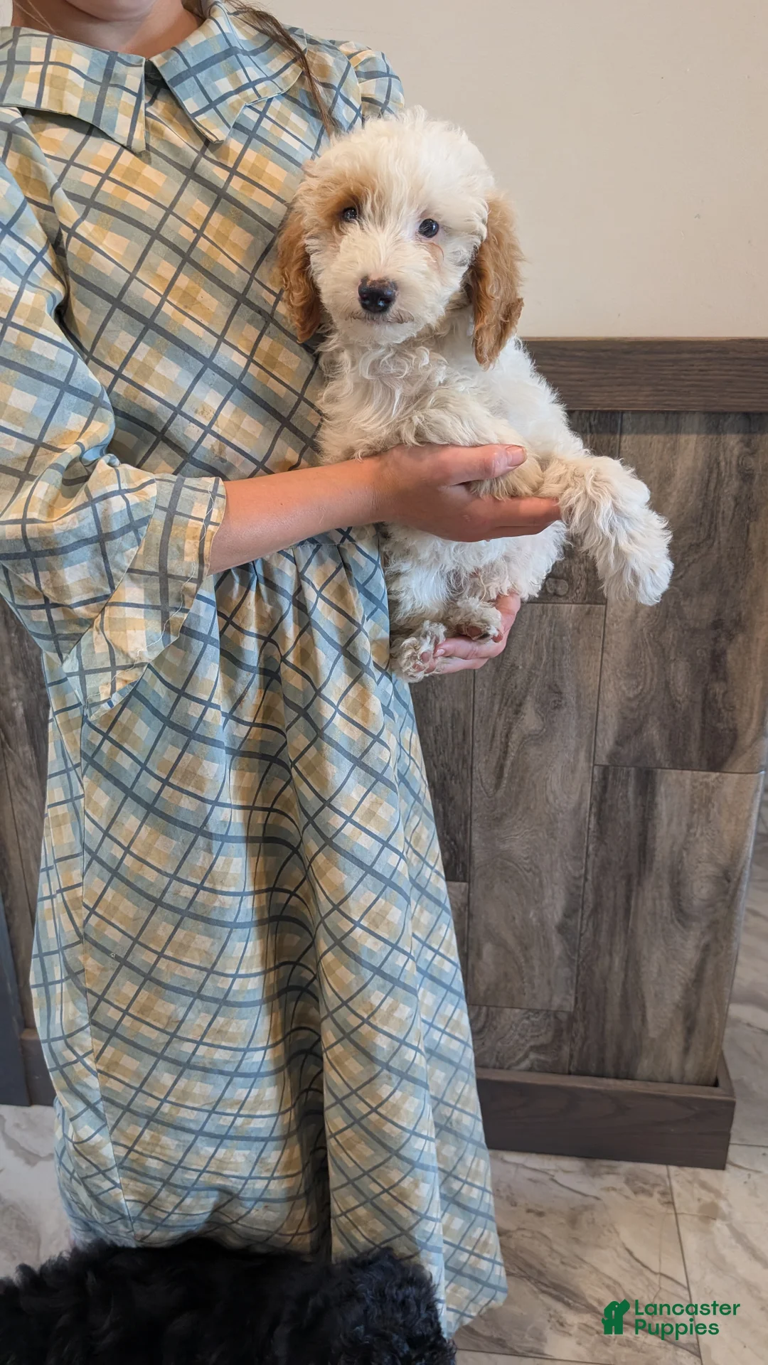 Miniature Poodle dogs for sale: Koona - Ad 1