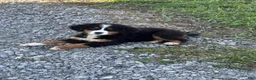Bernese Mountain Dog dogs for sale: Penelope - Ad 5