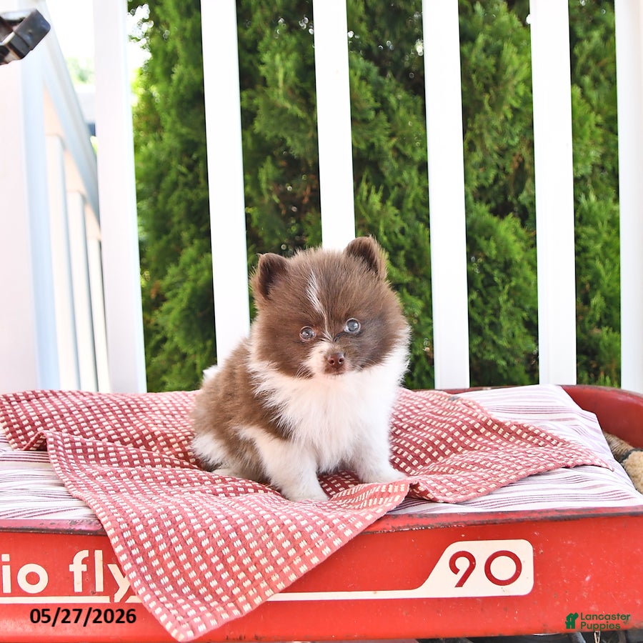 Pomeranian dogs Kade - Ad 2