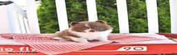 Pomeranian dogs for sale: Kade - Ad 2