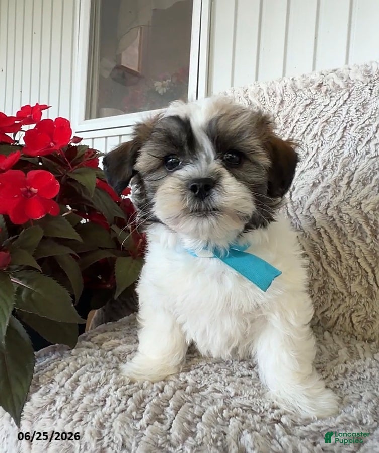 Teddy Bear dogs Duke - Ad 2