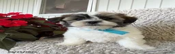 Teddy Bear dogs for sale: Duke - Ad 2