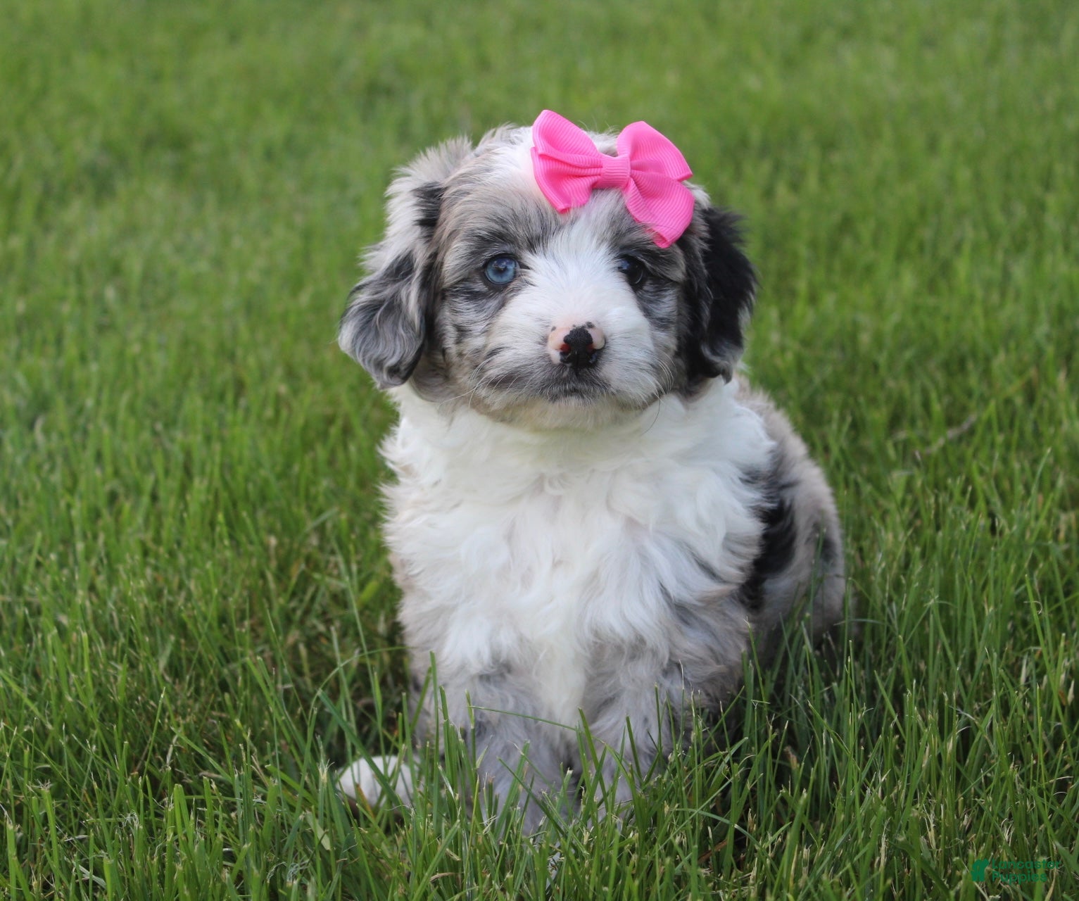Mini Aussiedoodle dogs for sale: Jenna 🎀 - Ad 6