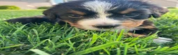Bernese Mountain Dog dogs for sale: Hope - Ad 4