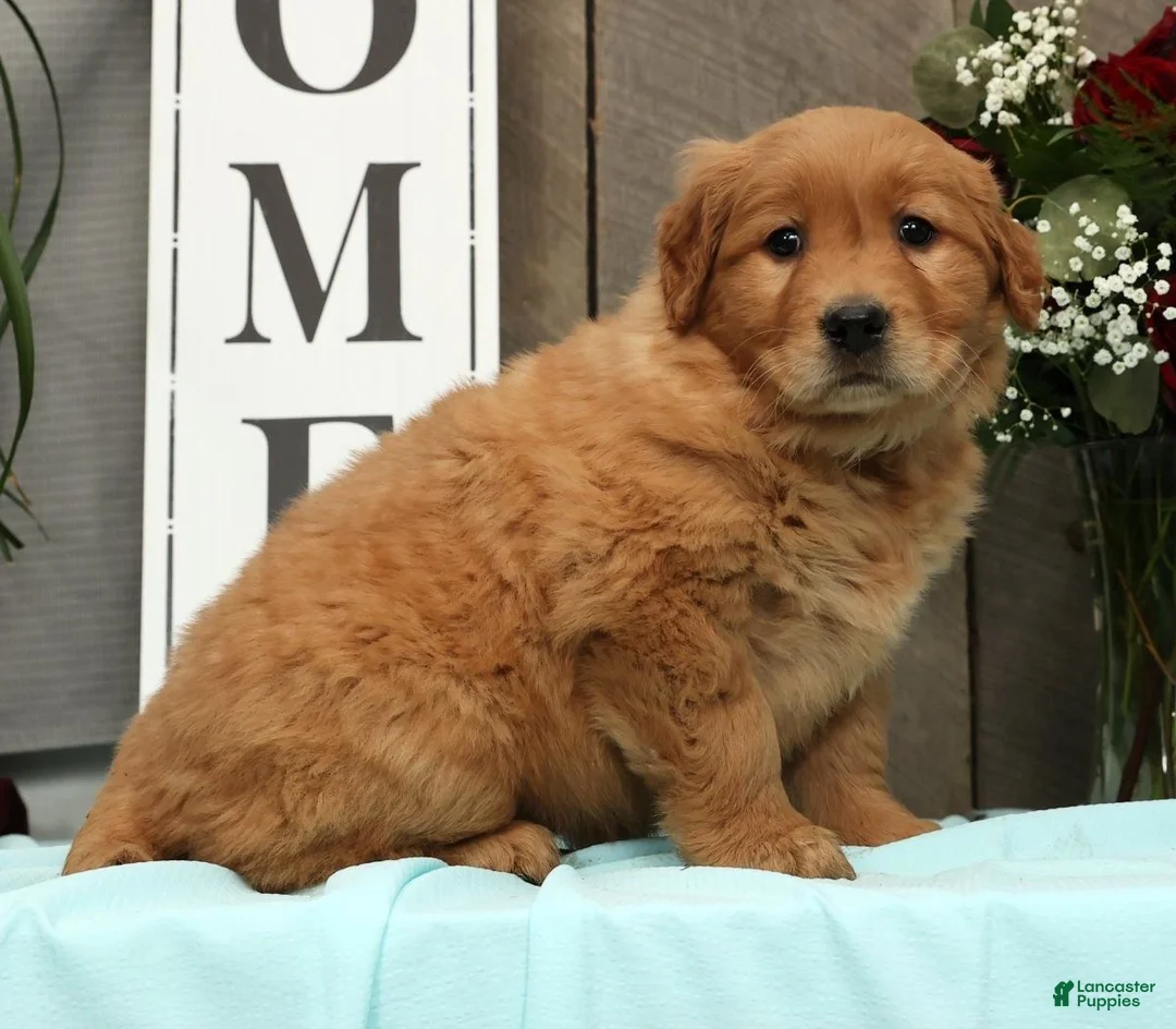 Golden Retriever dogs for sale: Amber - Ad 2