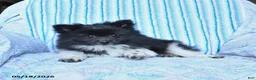 Pomsky dogs for sale: Star - Ad 3