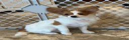 Papillon dogs for sale: Champion line Rusty  - Ad 3
