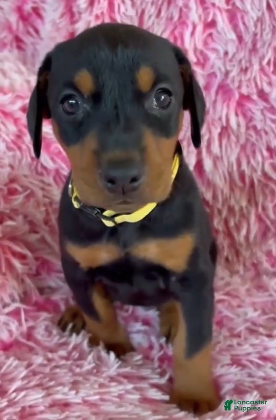 Doberman Pinscher dogs Doberman Pinscher 9 - Ad 5