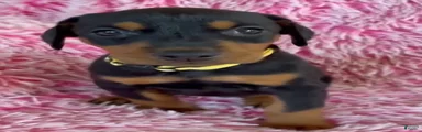 Doberman Pinscher 9