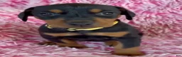 Doberman Pinscher dogs for sale: Doberman Pinscher 9 - Ad 1