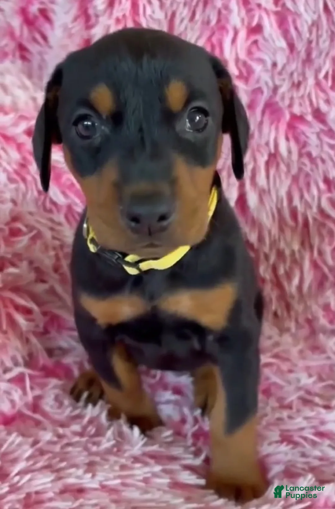 Doberman Pinscher dogs for sale: Doberman Pinscher 9 - Ad 1