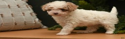 Bichpoo dogs for sale: Teddy Bear  - Ad 1