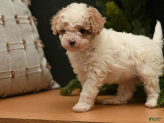 Bichpoo dogs Teddy Bear - Ad 23