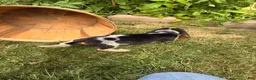 Beagle dogs for sale: Female purple collar summer 2026 - Ad 6
