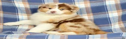 Australian Shepherd dogs for sale: Patty - Ad 5