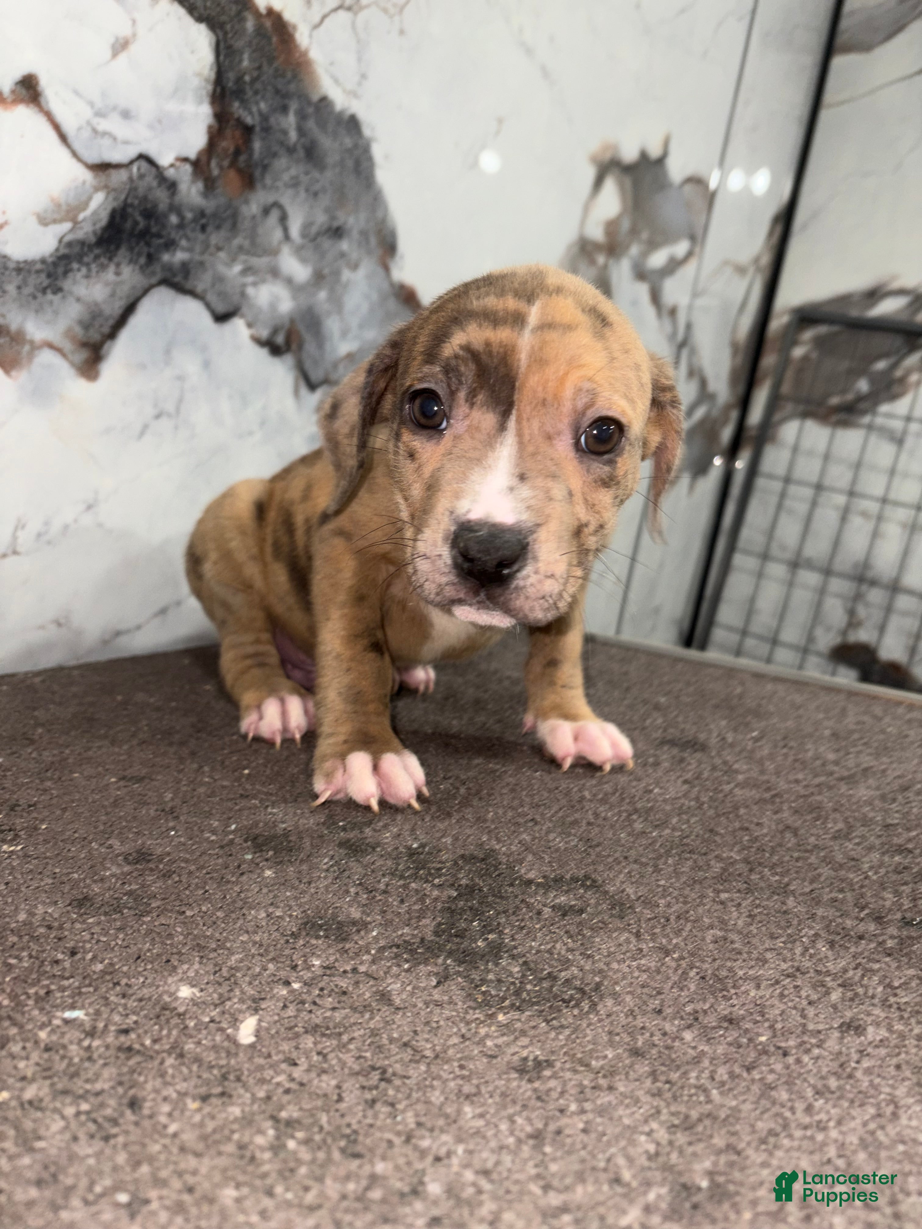 American Bully dogs for sale: Merle cash  - Ad 3
