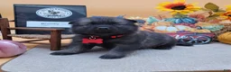 Norwegian Elkhound dogs for sale: Brumbie - Ad 1