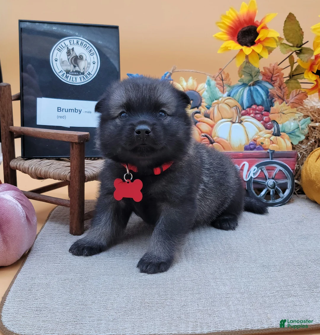 Norwegian Elkhound dogs for sale: Brumbie - Ad 1