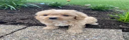 Cavapoo dogs for sale: Bruno - Ad 8