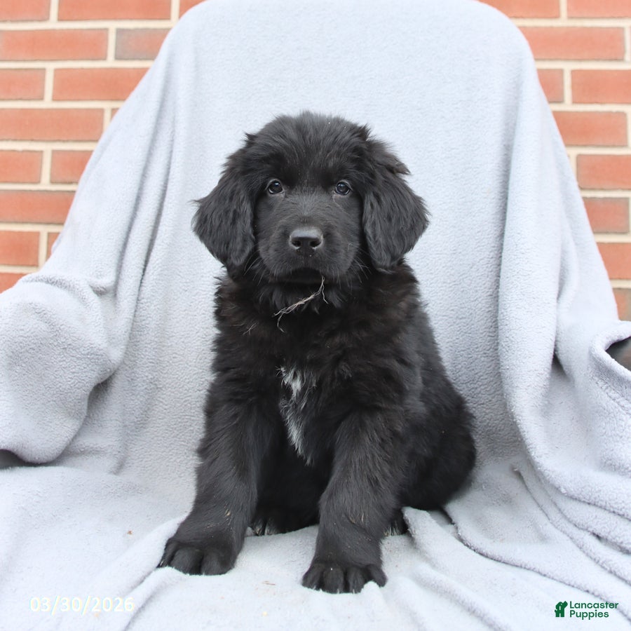 Newfoundland dogs Magnolia - Ad 1