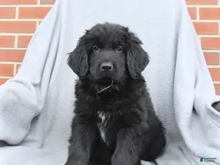 Newfoundland dogs for sale: Magnolia - Ad 4