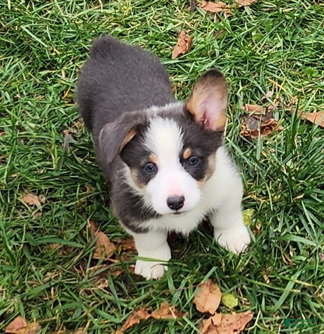 Welsh Corgi Pembroke dogs for sale: Arnie Bluie - Ad 27