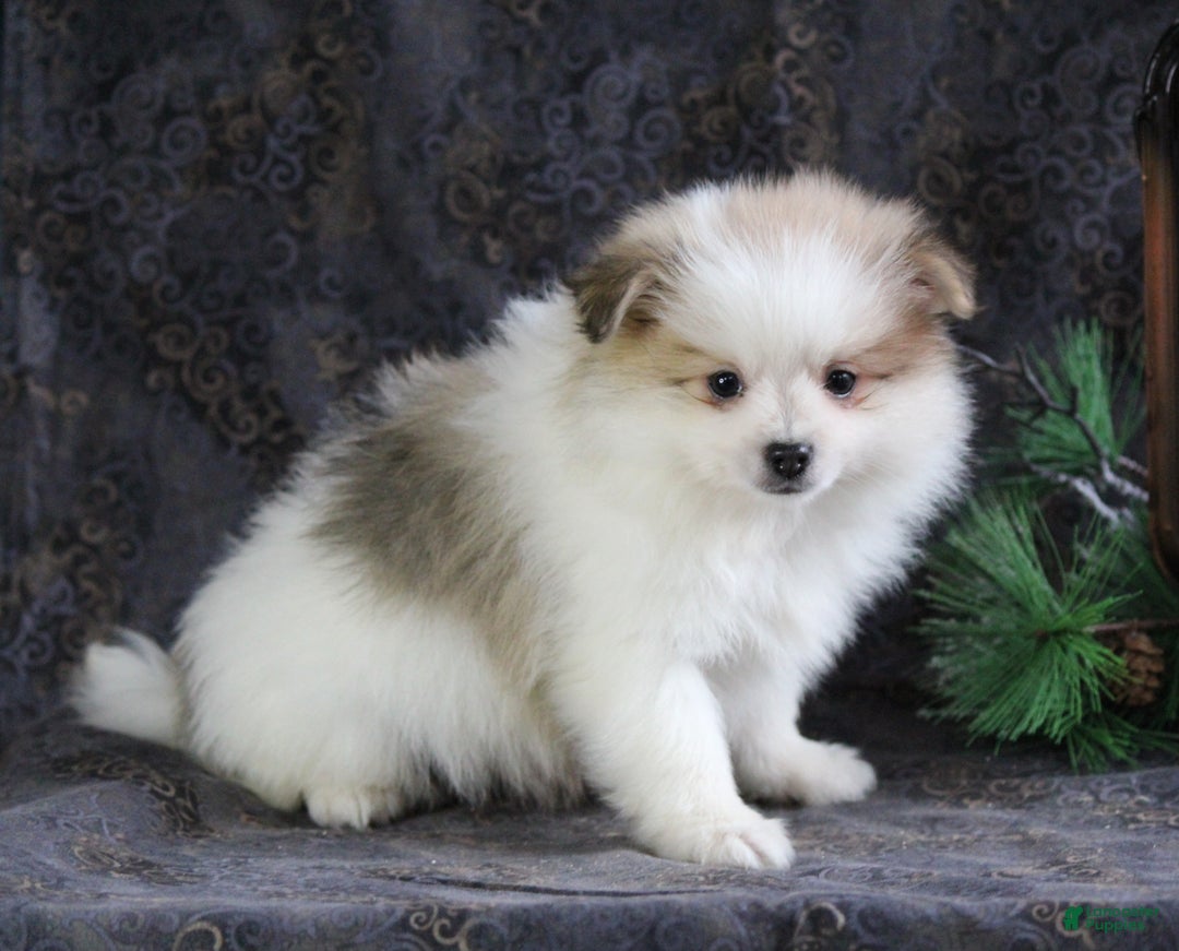 Pomeranian dogs for sale: Pete - Ad 4