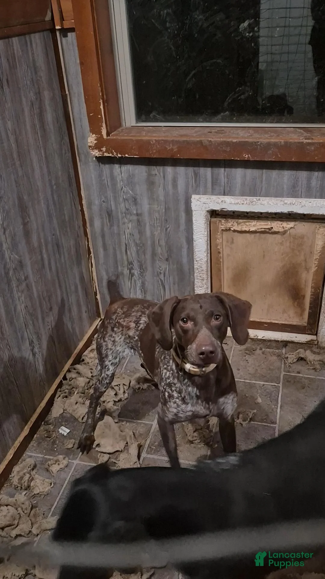 German Shorthaired Pointer dogs for sale: Lila - Ad 5