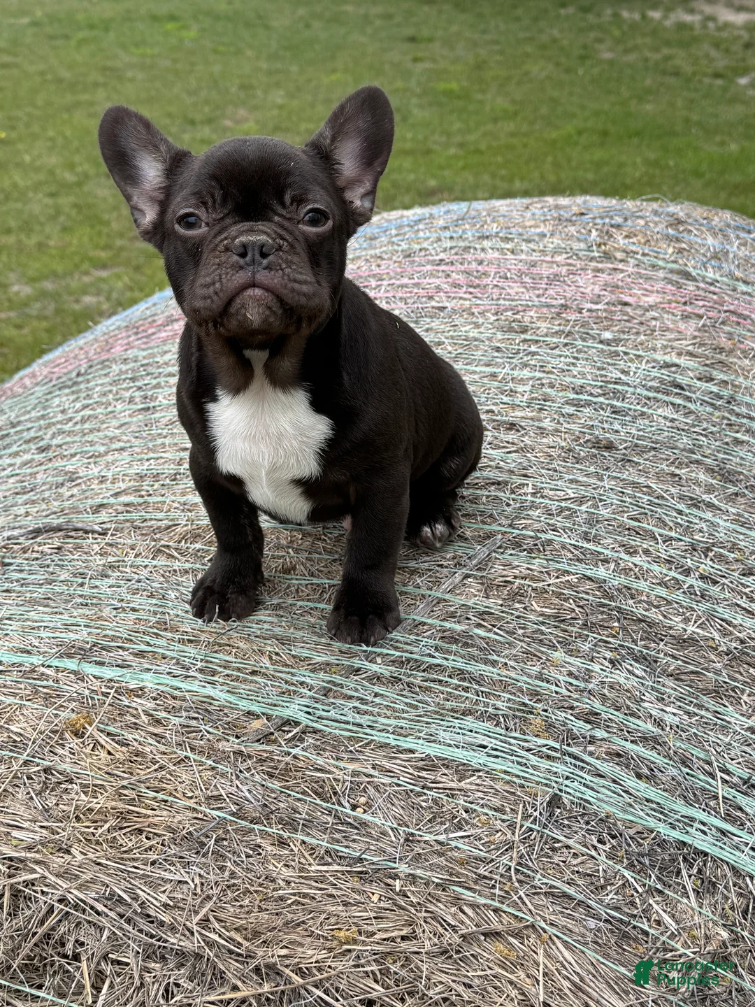 French Bulldog dogs for sale: French Bulldog Puppy 1 - Ad 2