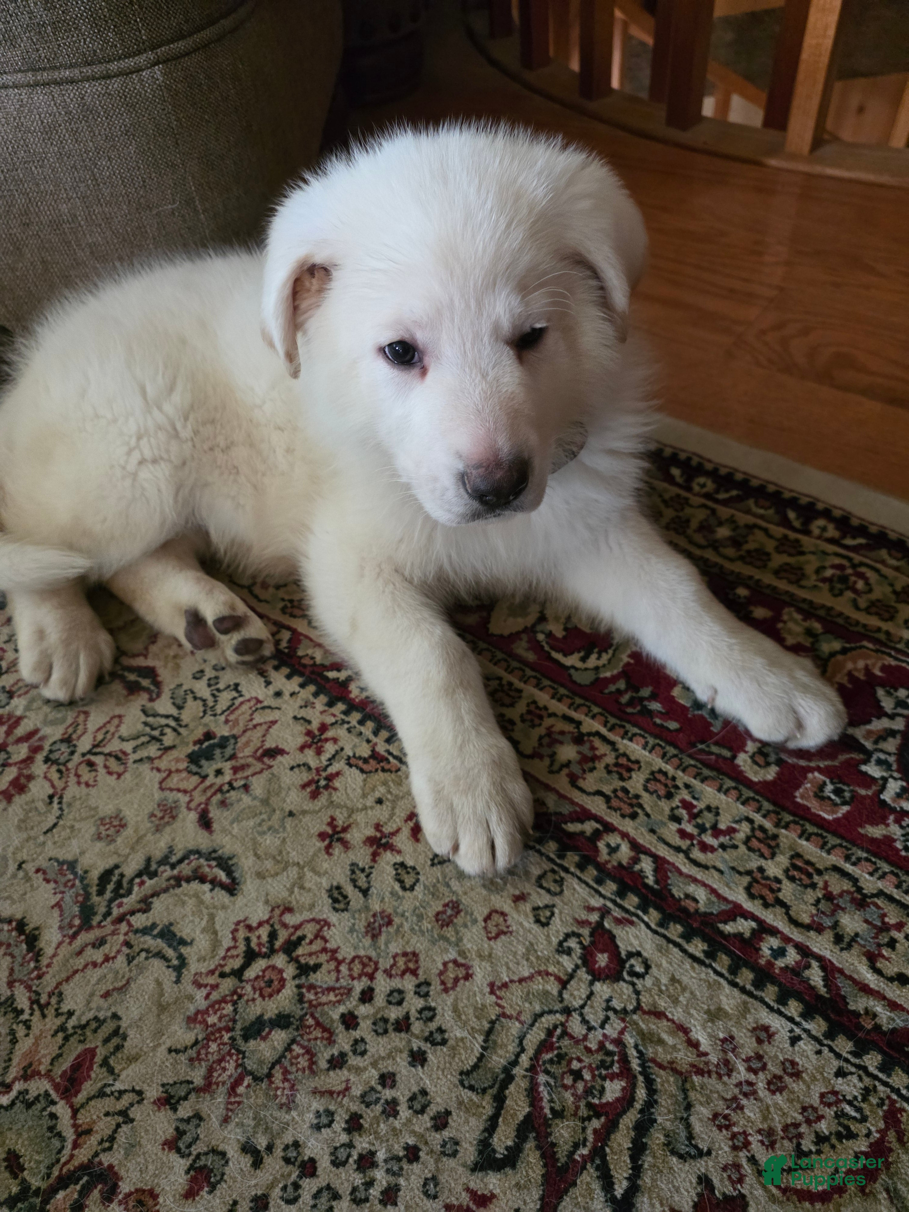 German Shepherd dogs German Shepherd Puppy 2 - Ad 1