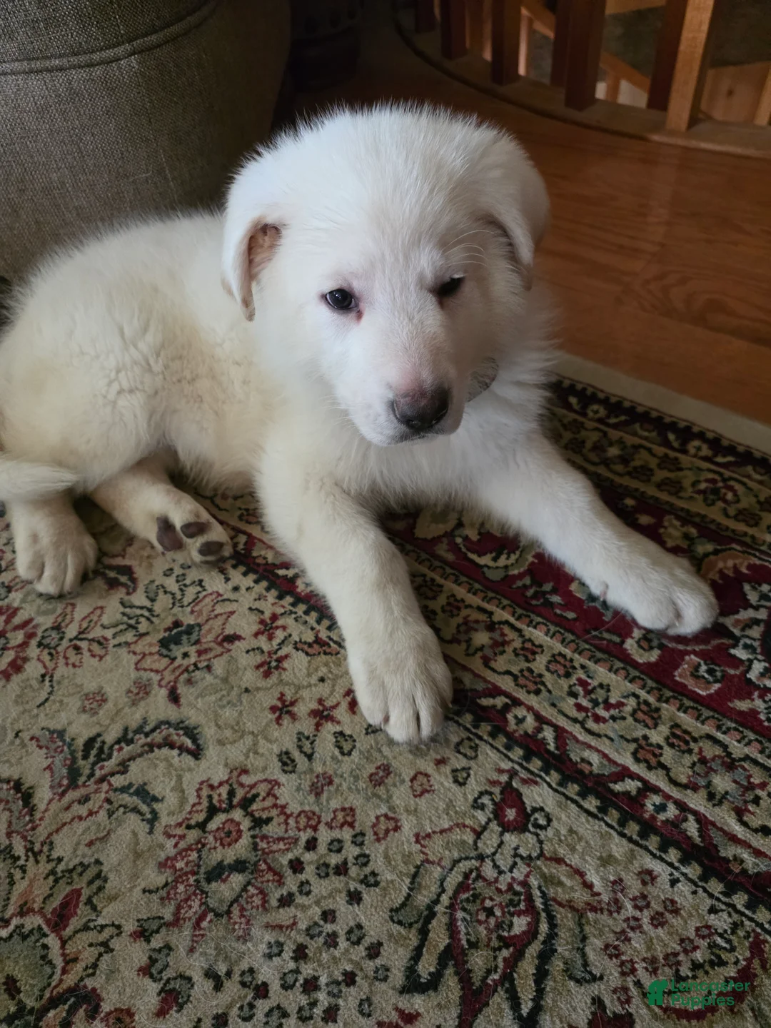 German Shepherd dogs for sale: German Shepherd Puppy 2 - Ad 1