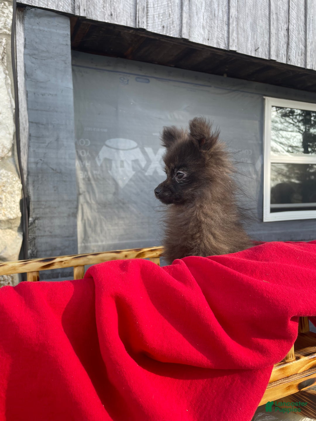 Pomeranian dogs for sale: Pomeranian Puppy 1 - Ad 1