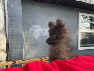 Pomeranian dogs Pomeranian Puppy 1 - Ad 28