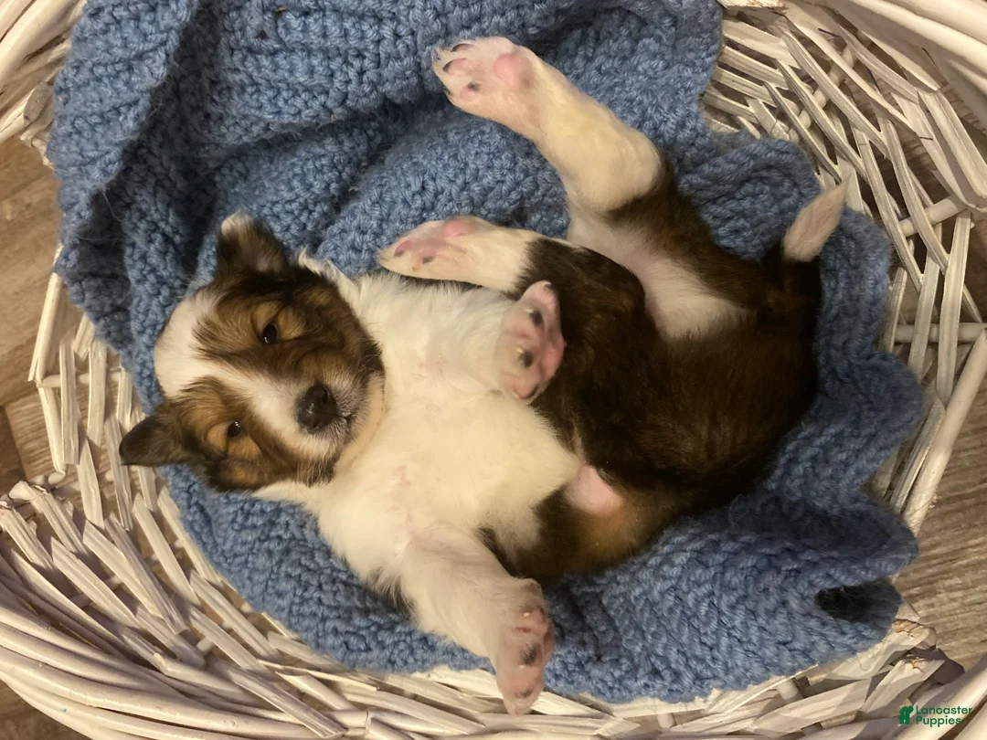 Shetland Sheepdog dogs for sale: Shetland Sheepdog Puppy 1 - Ad 7