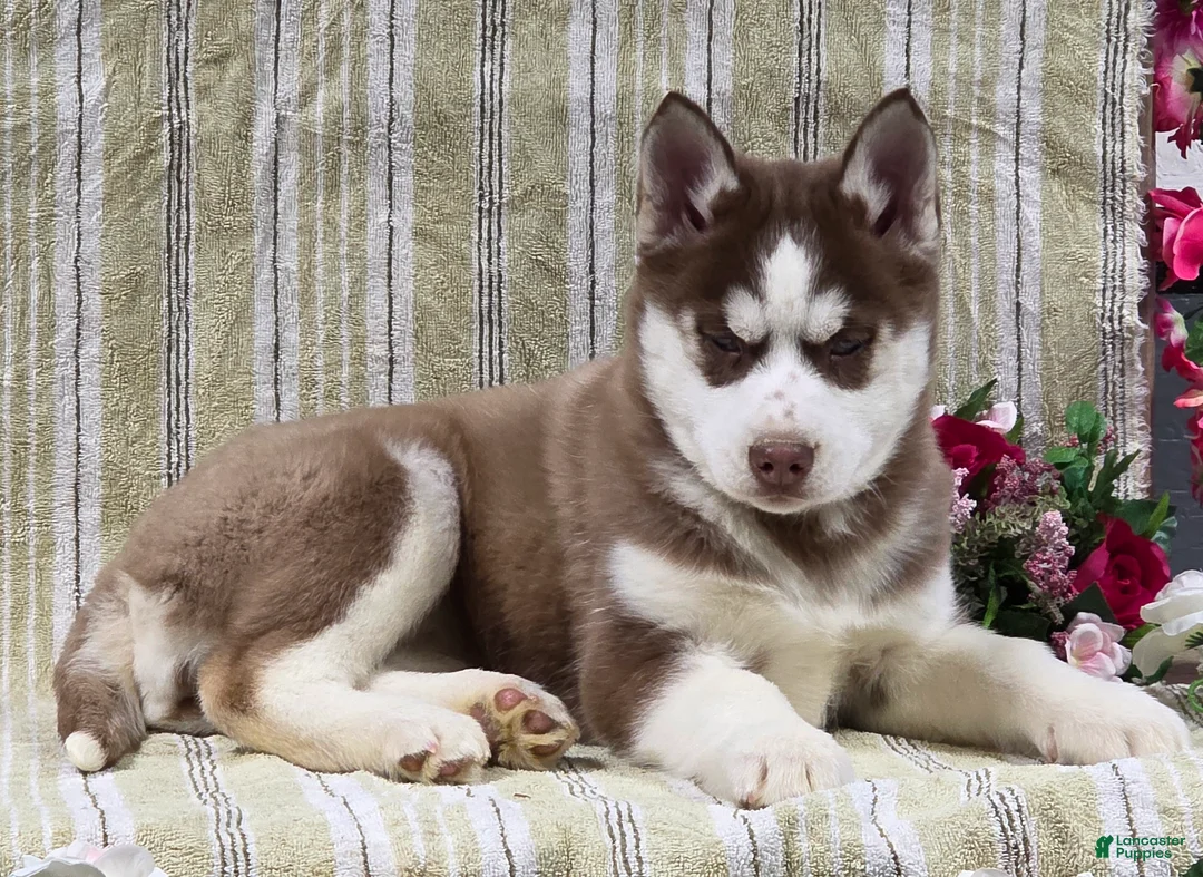 Siberian Husky dogs for sale: Daisy - Ad 4