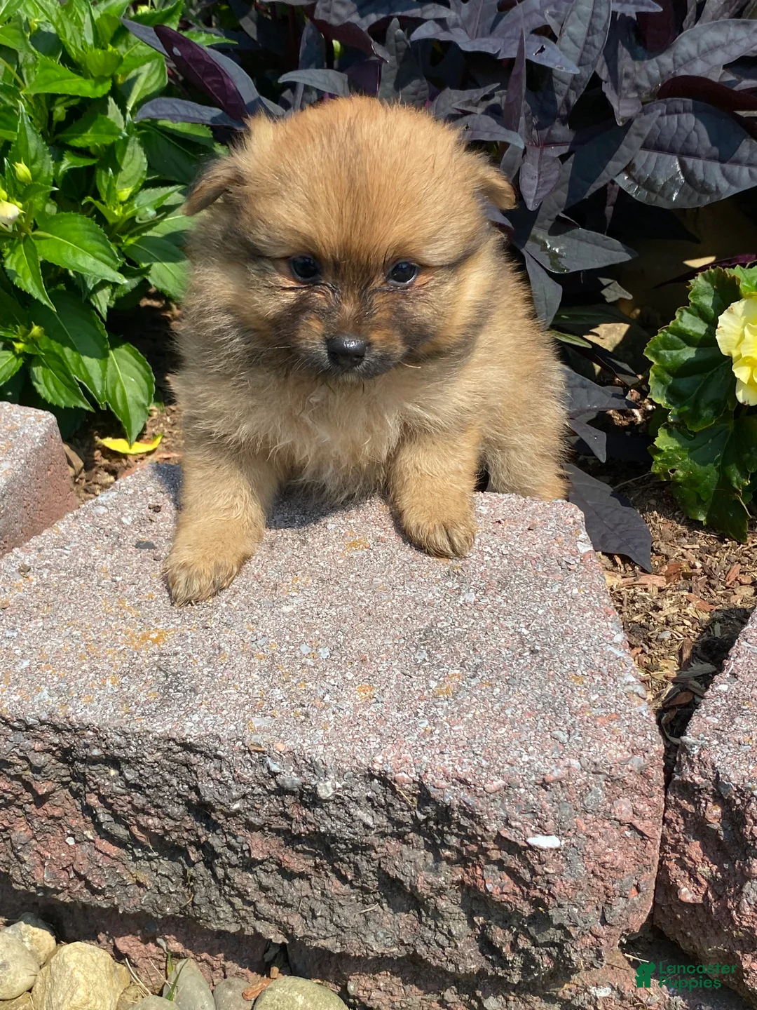 Pomeranian dogs for sale: Pomeranian 3 - Ad 2