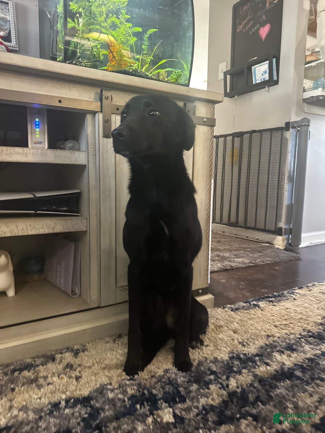 Mixed Breed dogs for sale: Mixed Breed Puppy 1 - Ad 3