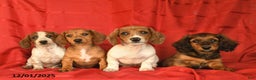 Miniature Dachshund dogs for sale: Frosty  - Ad 5