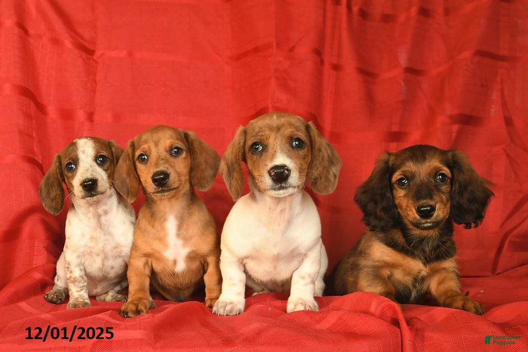 Miniature Dachshund dogs for sale: Frosty  - Ad 5