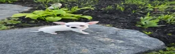 Chihuahua dogs for sale: Chihuahua Girl - Ad 7