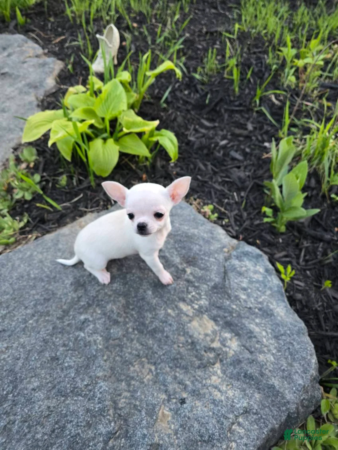 Chihuahua dogs for sale: Chihuahua Girl - Ad 7