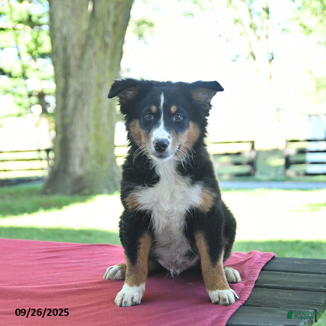 Australian Shepherd Puppies for sale in Indiana Lancaster Puppies